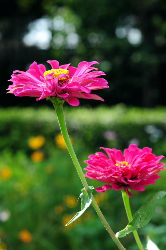 DSC_8039.jpg