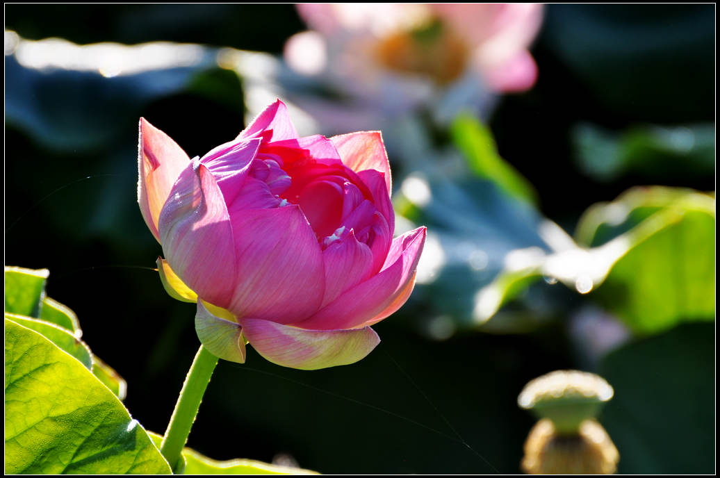 DSC_3609.jpg
