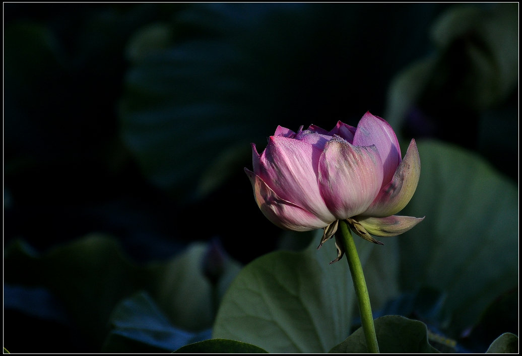 DSC_3554.jpg