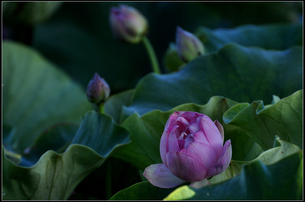 DSC_3556.jpg