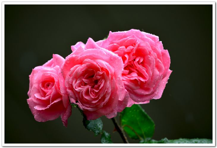 nEO_IMG_DSC_8120.jpg