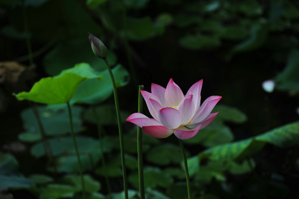 DSC_8846.JPG