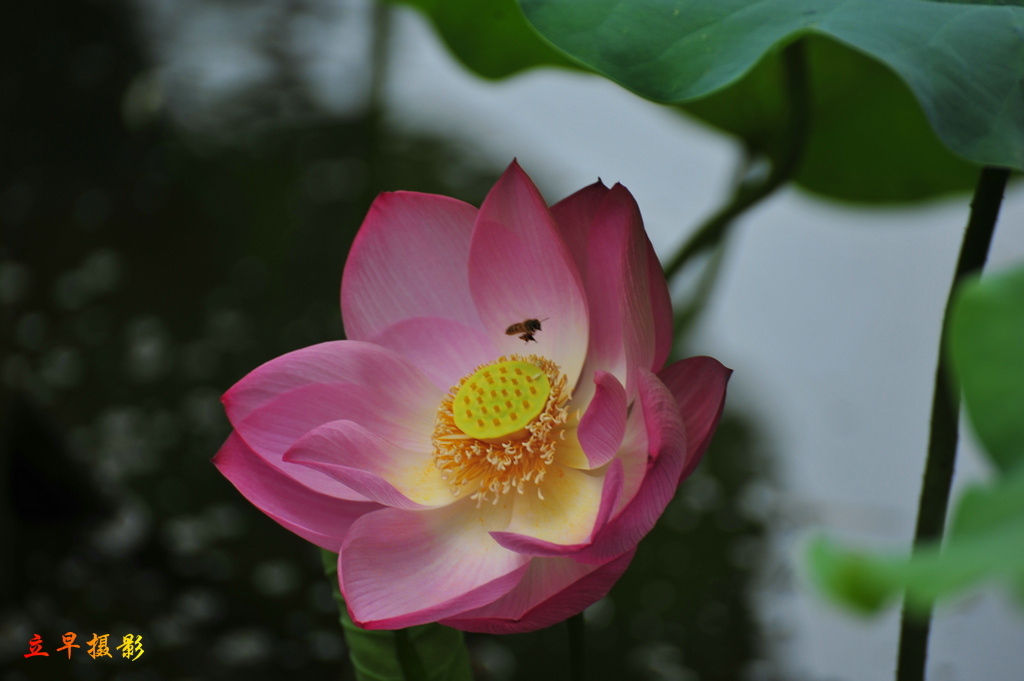 DSC_8916.JPG