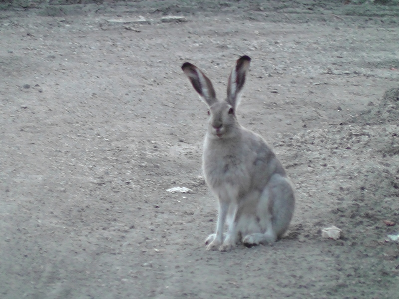 H3730003.JPG