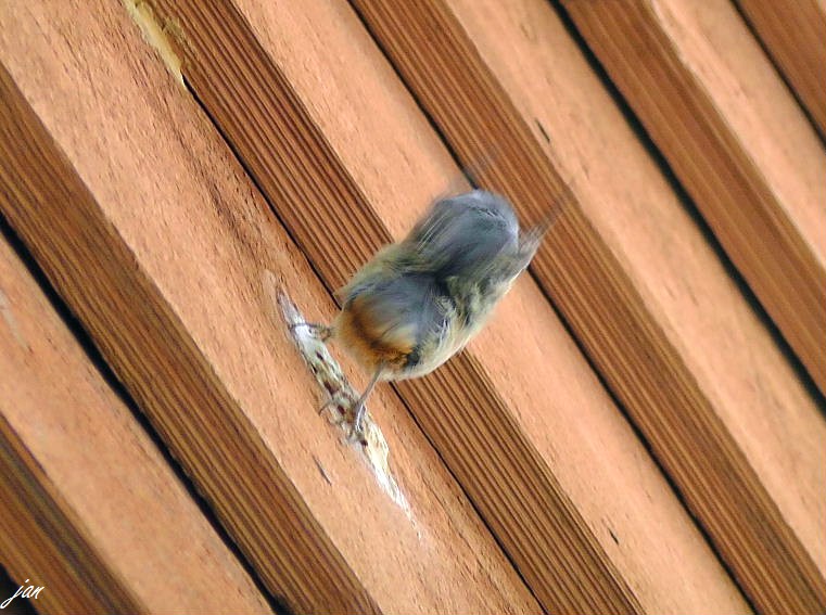 H3690027.JPG