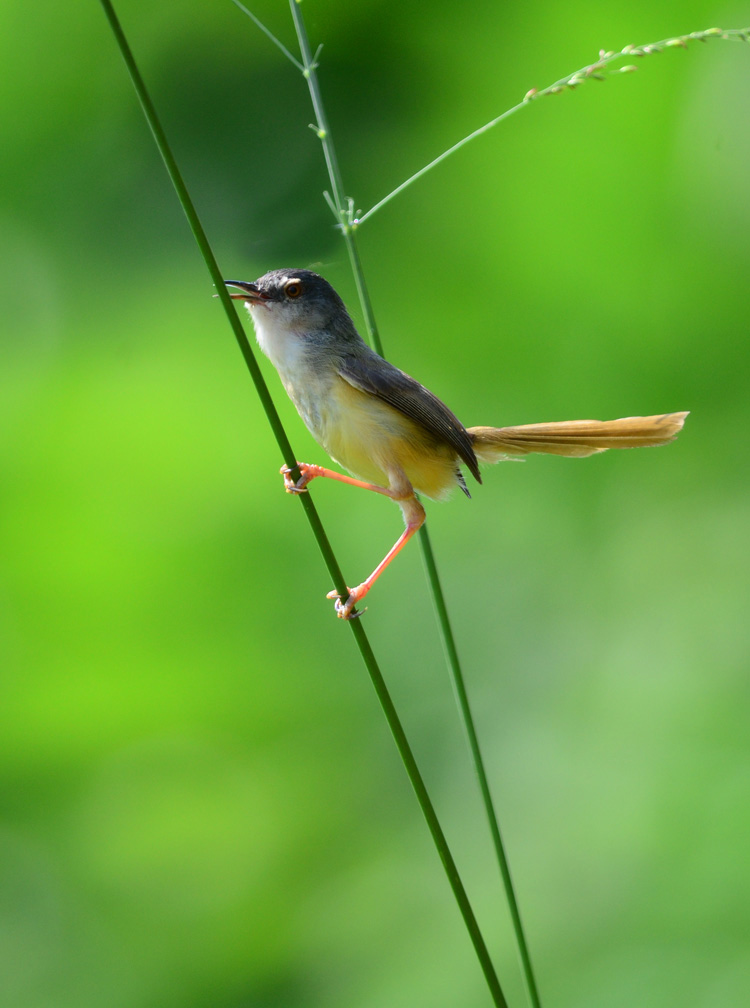 DSC_5421.JPG