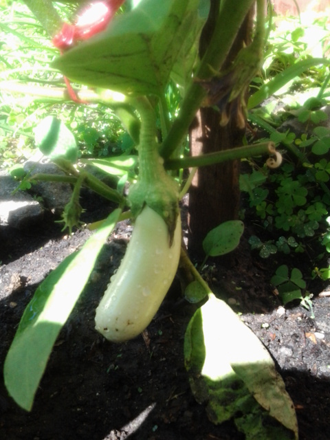 20130805_114703.jpg