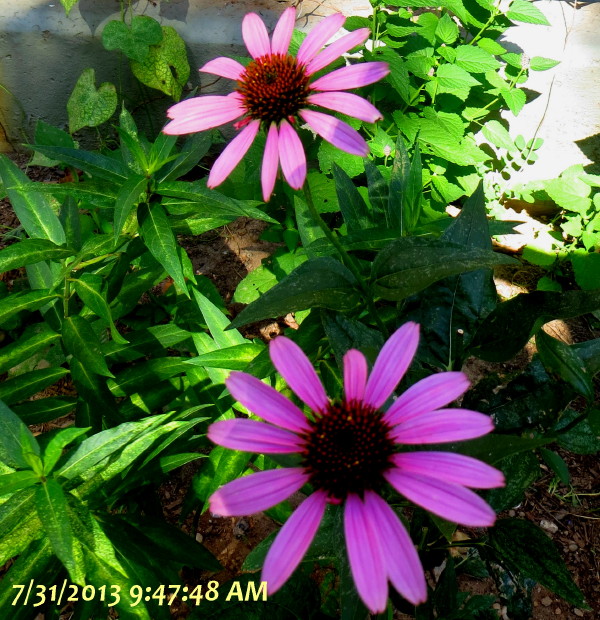 IMG_0001_4387.jpg