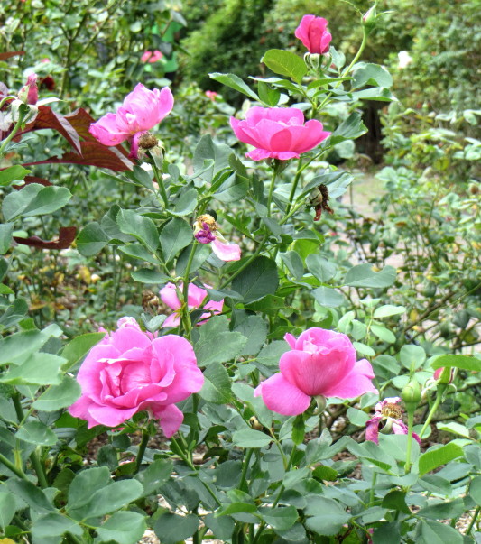IMG_0001_4534.jpg