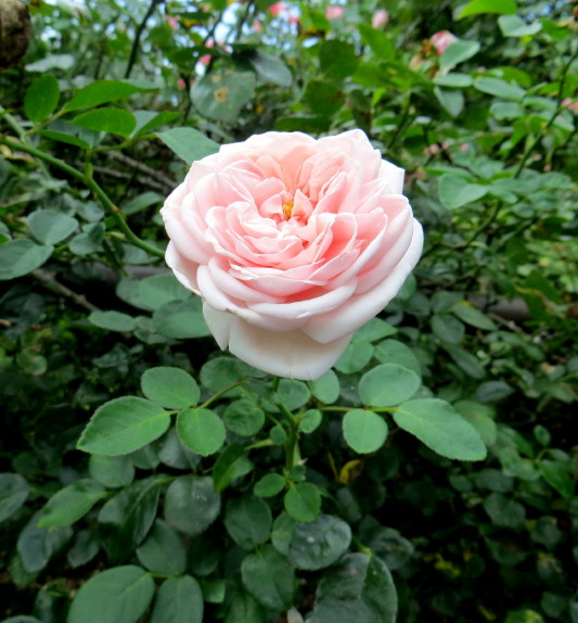 IMG_0001_4539.jpg