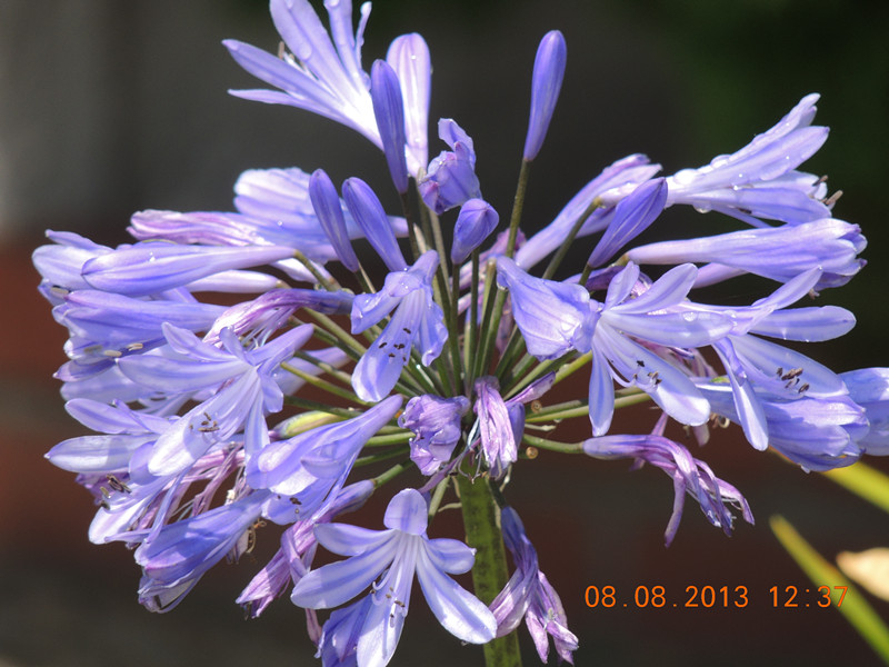 flower 398_.jpg