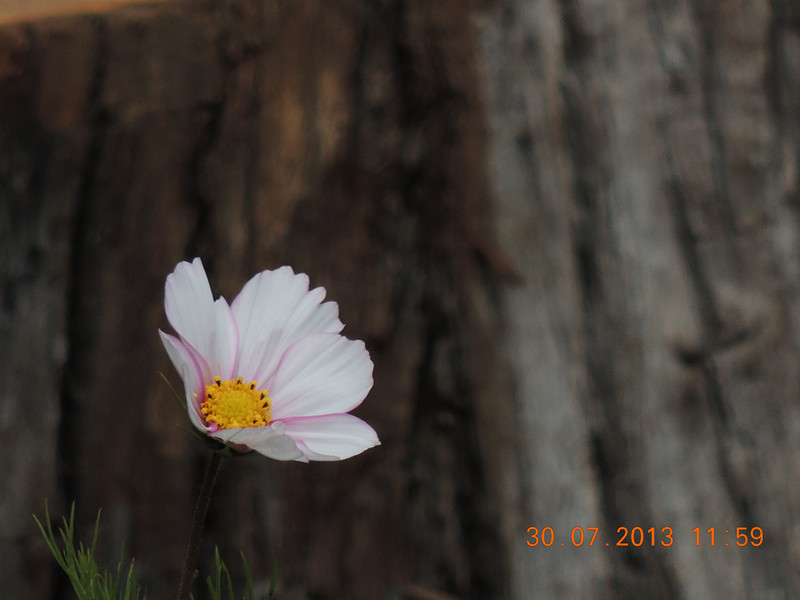 flower 251_.jpg