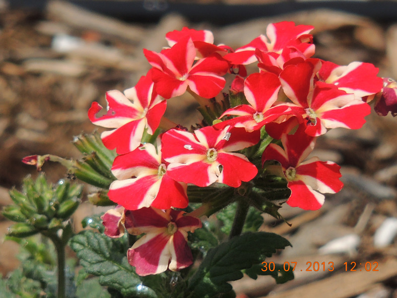 flower 257_.jpg