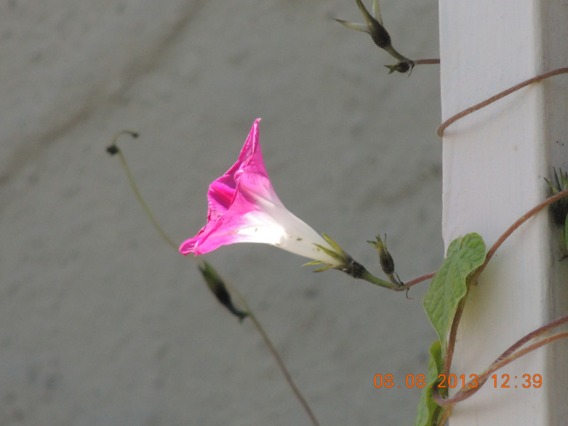 flower 406_.jpg