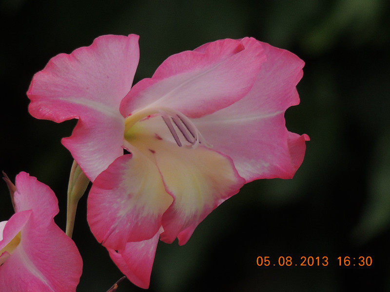 flower 367_.jpg