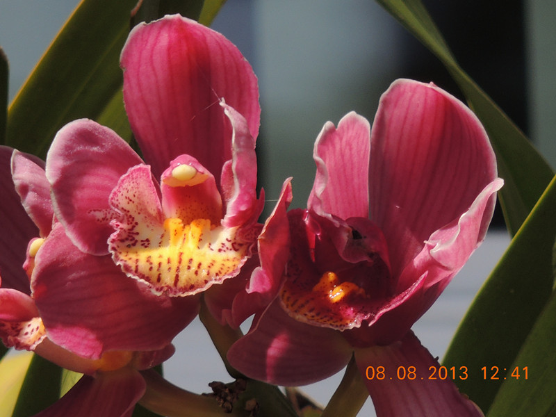 flower 412_.jpg