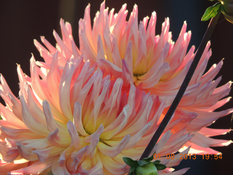 flower 322_.jpg
