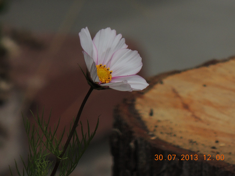 flower 254_.jpg