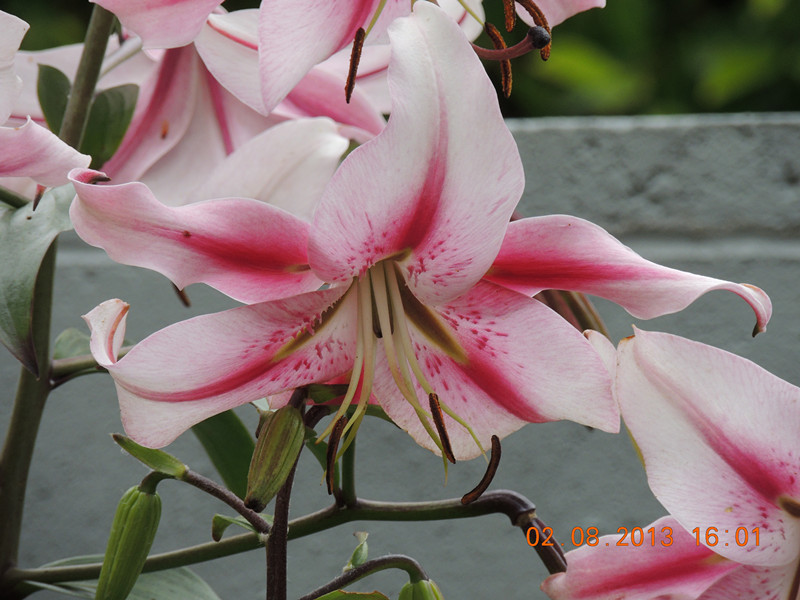 flower 345_.jpg