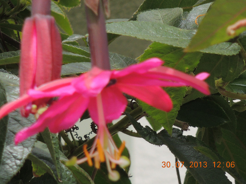 flower 267_.jpg