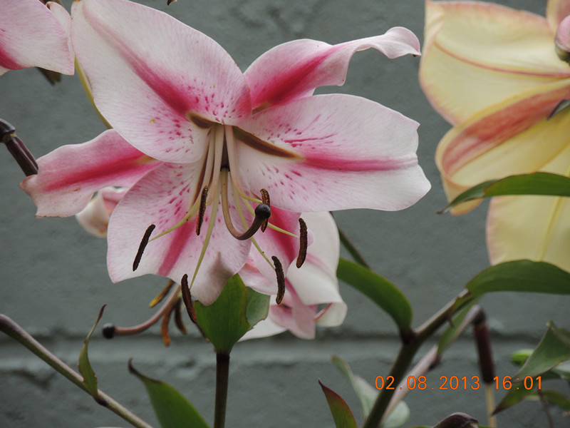 flower 346_.jpg