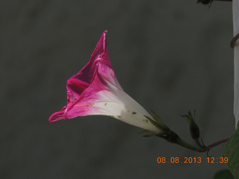 flower 407_.jpg