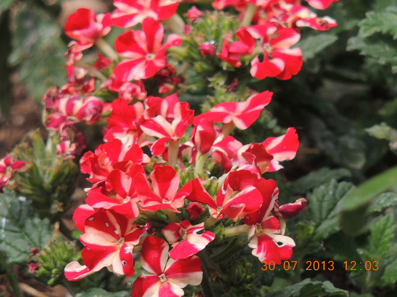 flower 262_.jpg