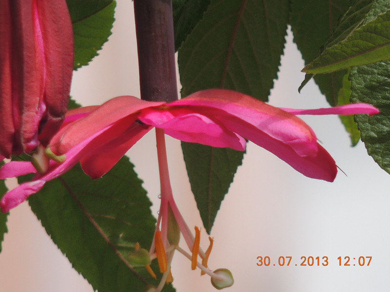 flower 268_.jpg