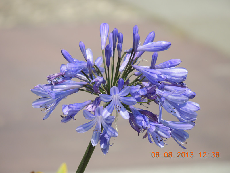 flower 404_.jpg