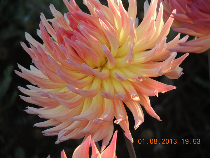 flower 320_.jpg
