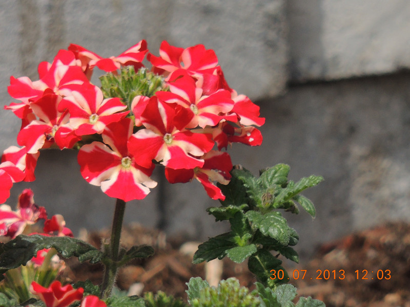 flower 261_.jpg