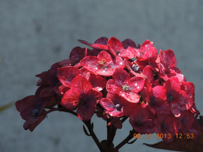flower 416_.jpg