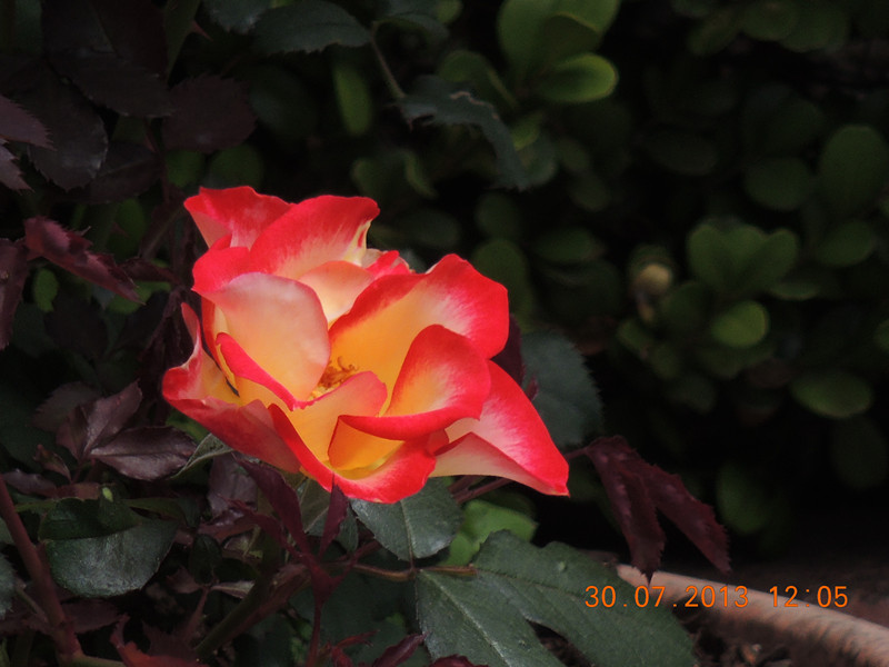 flower 266_.jpg