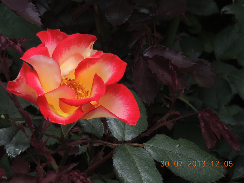 flower 265_.jpg