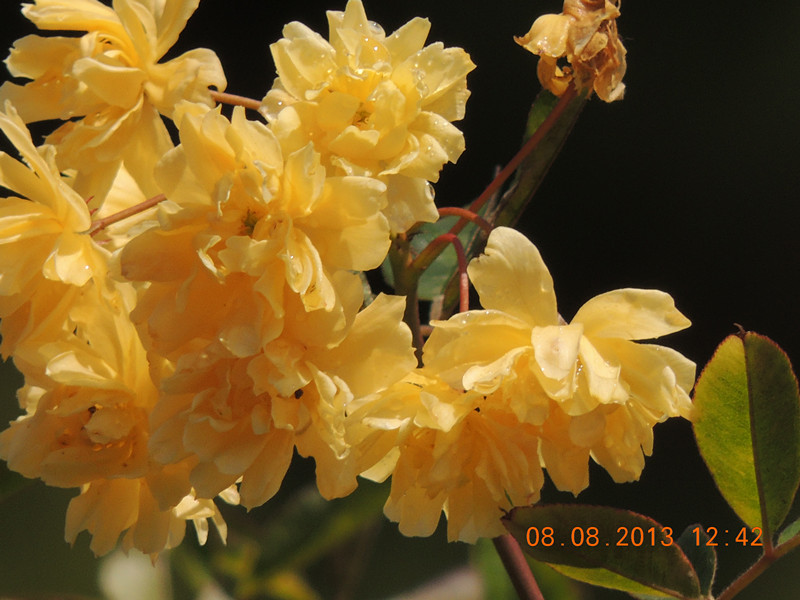 flower 413_.jpg