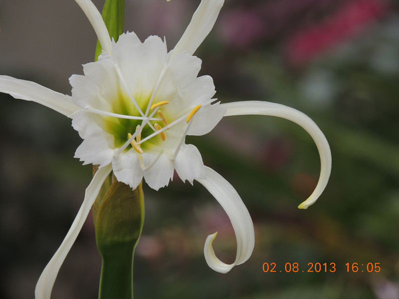 flower 358_.jpg