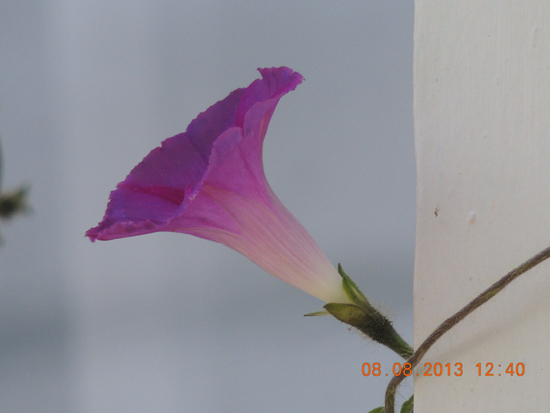 flower 408_.jpg