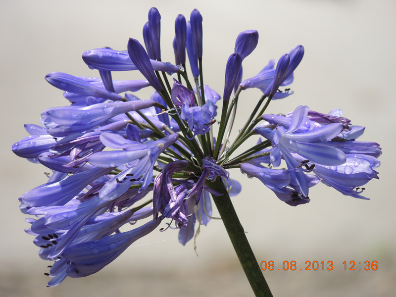 flower 396_.jpg