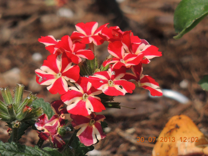 flower 259_.jpg