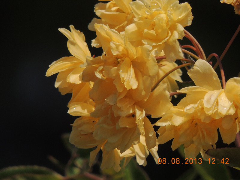 flower 414_.jpg