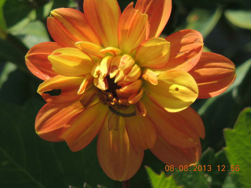 flower 419_.jpg