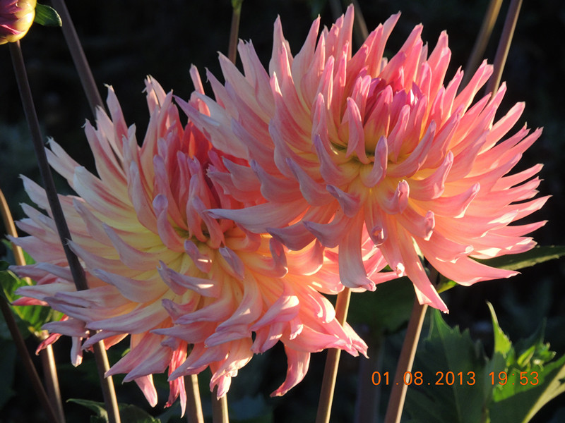 flower 318_.jpg