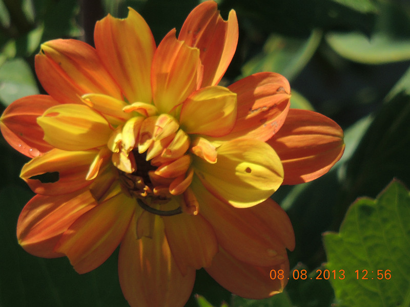 flower 418_.jpg