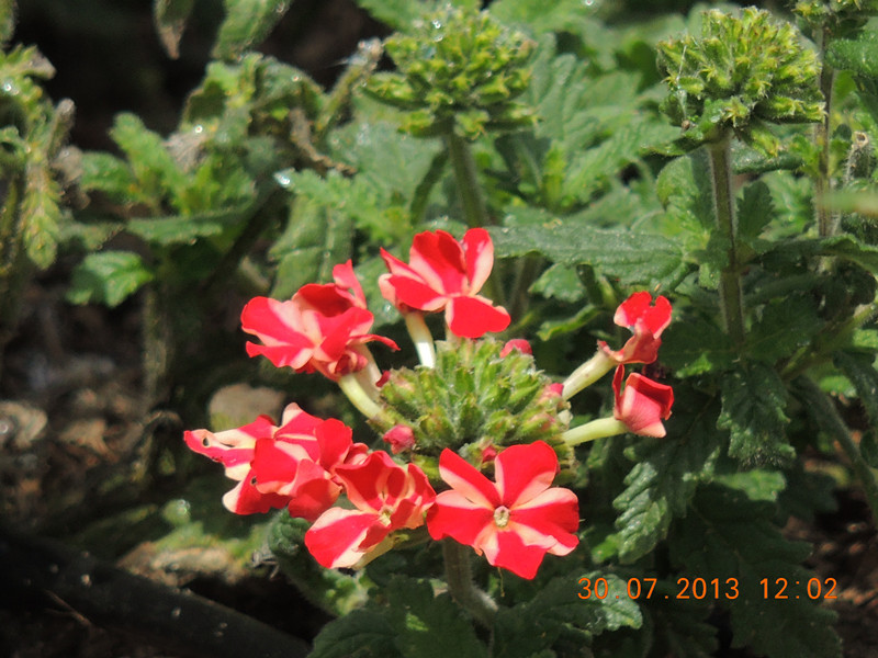 flower 258_.jpg