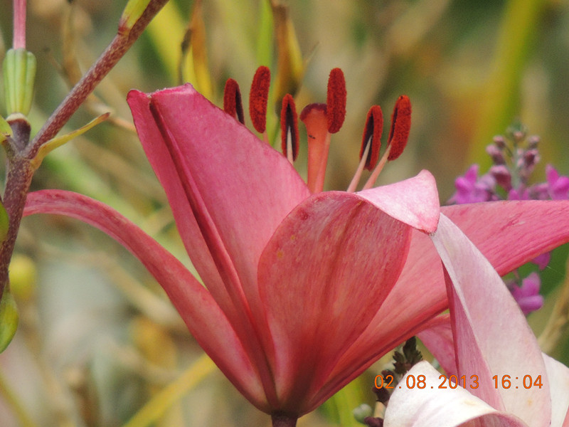 flower 357_.jpg
