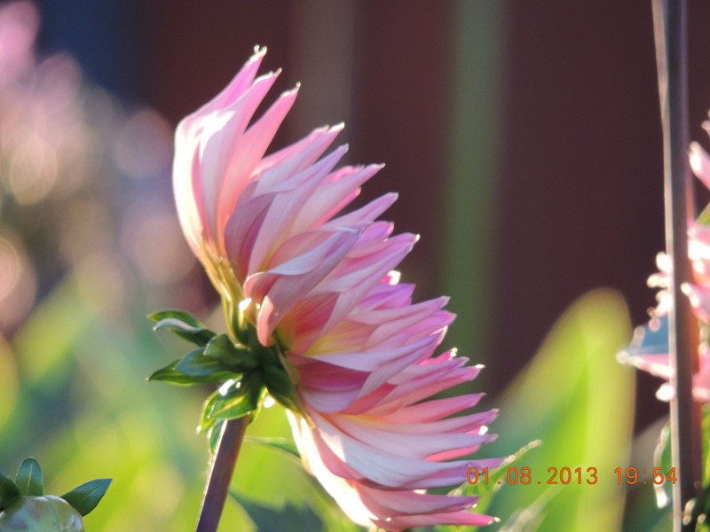 flower 323_.jpg