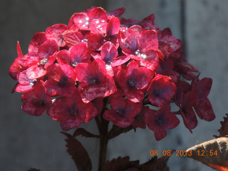 flower 417_.jpg