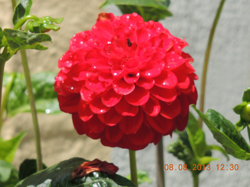 flower 373_.jpg