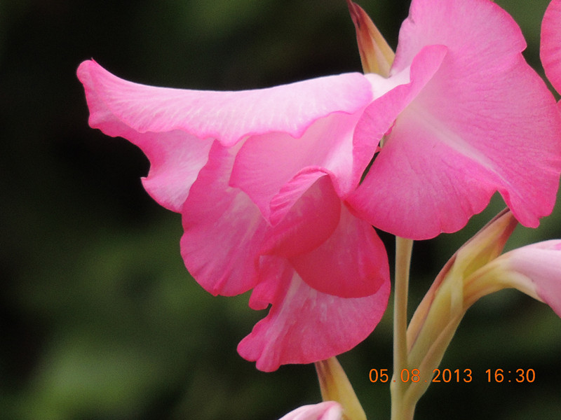 flower 369_.jpg