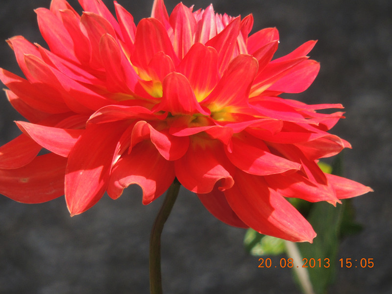 flower 583_.jpg